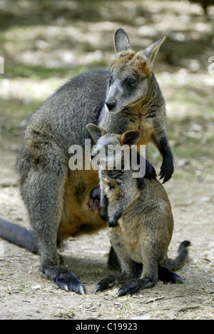 Swamp Wallaby (Wallabia bicolor), adult, female, with young, Australia Stock Photo