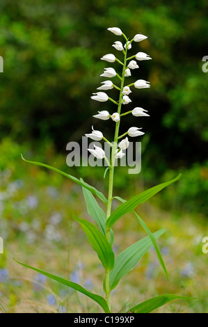 Sword-leaved Helleborine (Cephalanthera longifolia), orchid Stock Photo