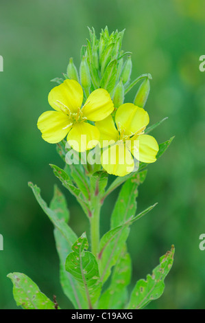 Great or Common Mullein (Verbascum thapsus) Stock Photo