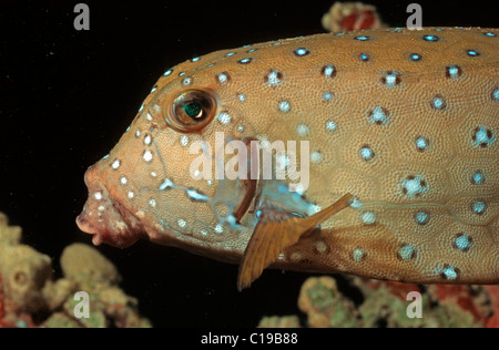 Yellow Boxfish (Ostracion cubicus), Red Sea, Egypt, Africa Stock Photo