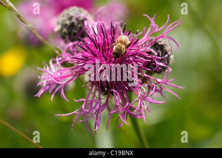 European Honey Bee on Greater Knapweed (Centaurea scabiosa), Bavaria, Germany, Europe Stock Photo