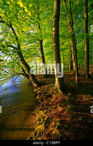 Evening atmosphere on the Plauer See Lake, old Beech trees (Fagus sylvatica) on the banks of the lake, Mecklenburg Lake District Stock Photo