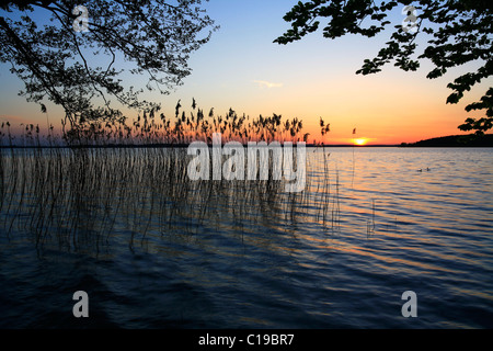 Evening atmosphere, sunset on the Plauer See Lake, Mecklenburg Lake District, Mecklenburg-Western Pomerania, Germany, Europe Stock Photo