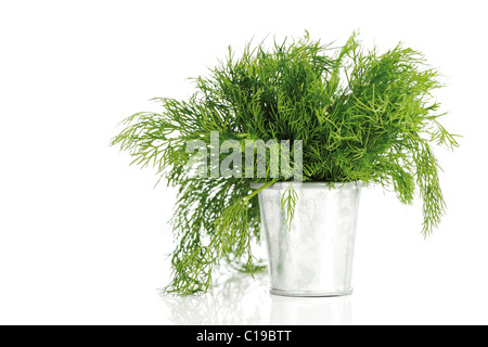 Dill (Anethum graveolens) in a zinc pot Stock Photo