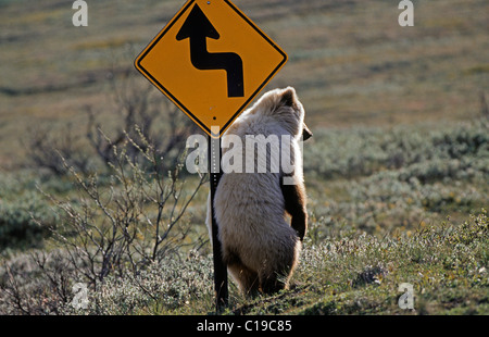 Brown Bear (Ursus arctos) scratching its back on a road sign, Denali National Park, Alaska, USA Stock Photo