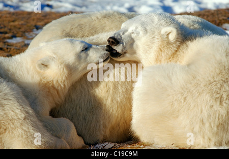 Polar Bears (Ursus maritimus), social behaviour, Hudson Bay, Canada, North America Stock Photo