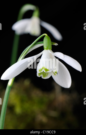 Snowdrops - Galanthus nivalis Stock Photo