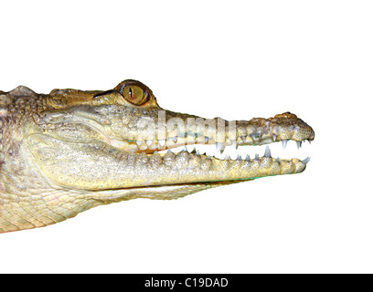 crocodile face portrait macro detail isolated on white background Stock Photo