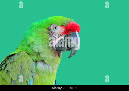 Ara Militaris Military Macaw Green parrot South and Central america Stock Photo