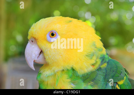 Amazon Parrot Yellow headed Oratrix Central America Stock Photo