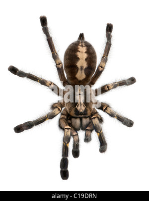 Tarantula spider, Poecilotheria Metallica, in front of white background Stock Photo