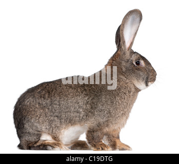 Flemish Giant rabbit in front of white background Stock Photo