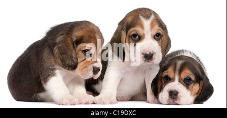 Group of Beagle puppies, 4 weeks old, in front of white background Stock Photo