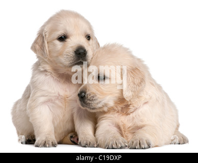 Golden Retriever puppies, 4 weeks old, in front of white background Stock Photo