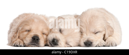 Golden Retriever puppies, 4 weeks old, asleep in front of white background Stock Photo