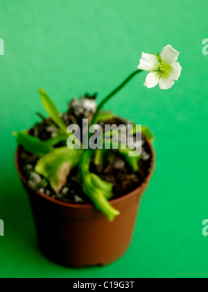 Venus flytrap flower Stock Photo