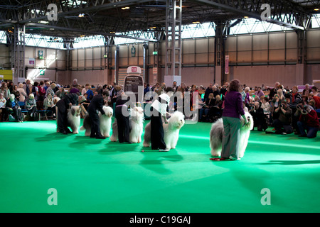 Competitors at Crufts 2011 Stock Photo