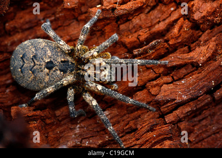Macro view of a wolf-spider isolated on a piece of rotten wood. Stock Photo