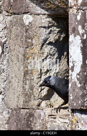 Jackdaw Corvus monedula peeping out of its nesting hole in a garden wall Stock Photo