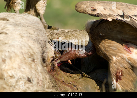 Griffon Vulture feeding on carcass of horse Stock Photo