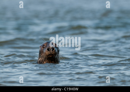 Grey Seal Halichoerus grypus Blakeney Point Norfolk autumn Stock Photo