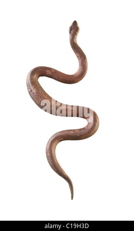 Brass snake isolated on white background Stock Photo