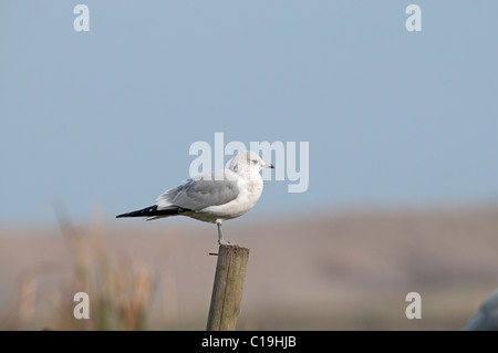 Common Gull Larus canus Cley Norfolk winter Stock Photo