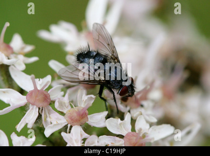 Bluebottle Fly, Calliphora erythrocephala, Calliphoridae, Diptera. Blowfly. Stock Photo