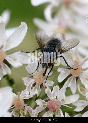 Bluebottle Fly, Calliphora erythrocephala, Calliphoridae, Diptera. Blowfly. Stock Photo