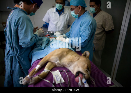 A veterinarian surgeon operates a dog at the operating room of a Pet Hospital in Condesa, Mexico City, Mexico, January 26, 2011. Stock Photo