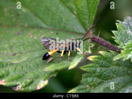 Ichneumon Wasp, Amblyteles armatorius, Ichneumonini, Ichneumonidae, Ichneumonoidea, Apocrita, Hymenoptera Stock Photo