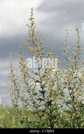 Mugwort or Common Wormwood, Artemisia vulgaris, Asteraceae (Compositae). British Wild Flower. Stock Photo