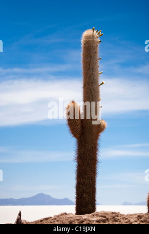 Giant Cactus, “Salar de Uyuni” Bolivian salt flats, Bolivia “South America” Stock Photo