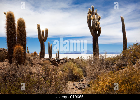 Giant Cactus, “Salar de Uyuni” Bolivian salt flats, Bolivia “South America” Stock Photo