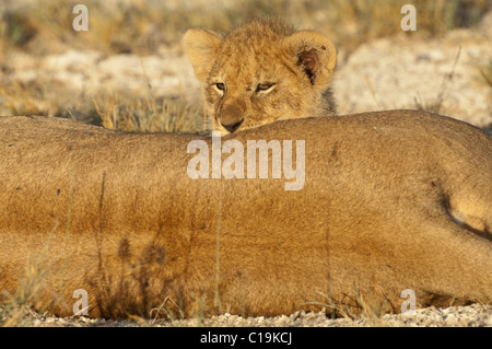Stock photo of a lion cub peeking over her mother's back while nursing. Stock Photo