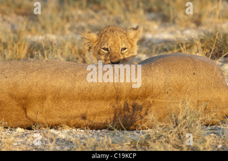 Stock photo of a lion cub peeking over her mother's back while nursing. Stock Photo