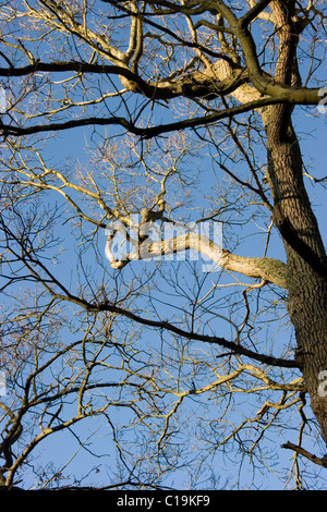 Oak tree in winter against blue sky Stock Photo