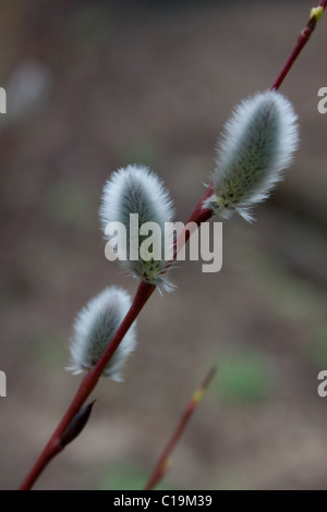 Salix acutifolia 'Blue Streak' willow Stock Photo