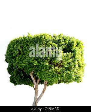 small dark green tree isolated on white background Stock Photo