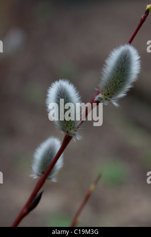 Salix acutifolia 'Blue Streak' willow Stock Photo