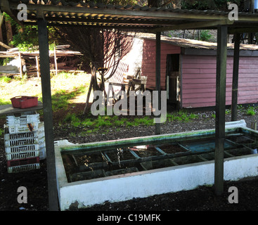 Live food oysters in plastic bowls submerged in concrete water tank shaded by a canopy, Caulin roadside, Chiloe Island, Chile Stock Photo