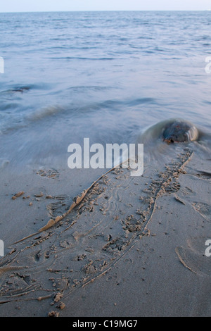 Horseshoe crab on beach, returns to ocean after spawning in sand, Delaware, USA Stock Photo