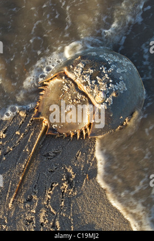 Horseshoe crab on beach, spawning in sand, Delaware, USA Stock Photo