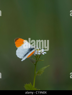 Orange Tip Butterfly Ferry Wood Norfolk Stock Photo