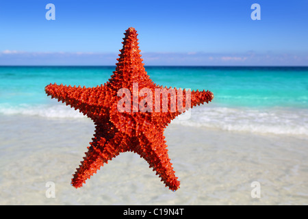 beautiful starfish isolated in a tropical turquoise beach Stock Photo