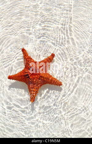 beautiful starfish orange in wavy shallow water Stock Photo