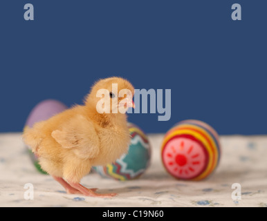 Gold colored Easter chick standing next to colorful Easter eggs against blue background Stock Photo