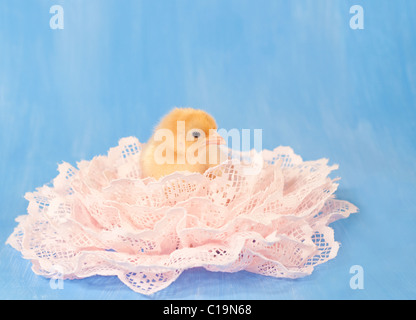 Gold colored Easter chick nested in pink lace against blue background Stock Photo