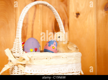 Easter Chick sitting in a basket with colorful Easter eggs, against rustic wood background Stock Photo