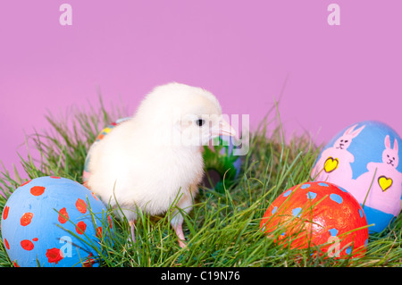 Adorable yellow Easter Chick in grass with colorful hand painted Easter eggs, against purple background Stock Photo